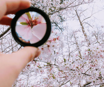 A hand holding a magnifying glass, focused on a pink cherry blossom amidst a backdrop of blooming cherry trees, showcasing the beauty of spring.
