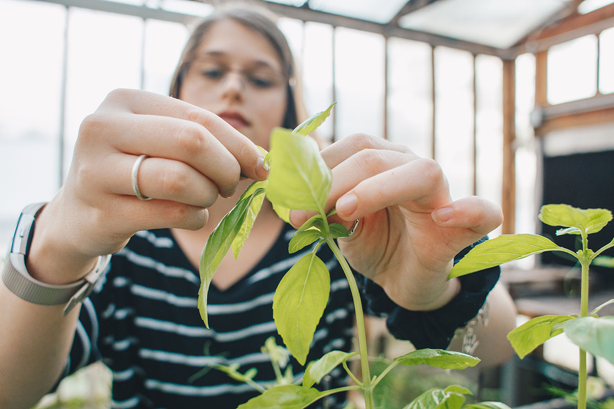 Student tends to plant in greenhouse