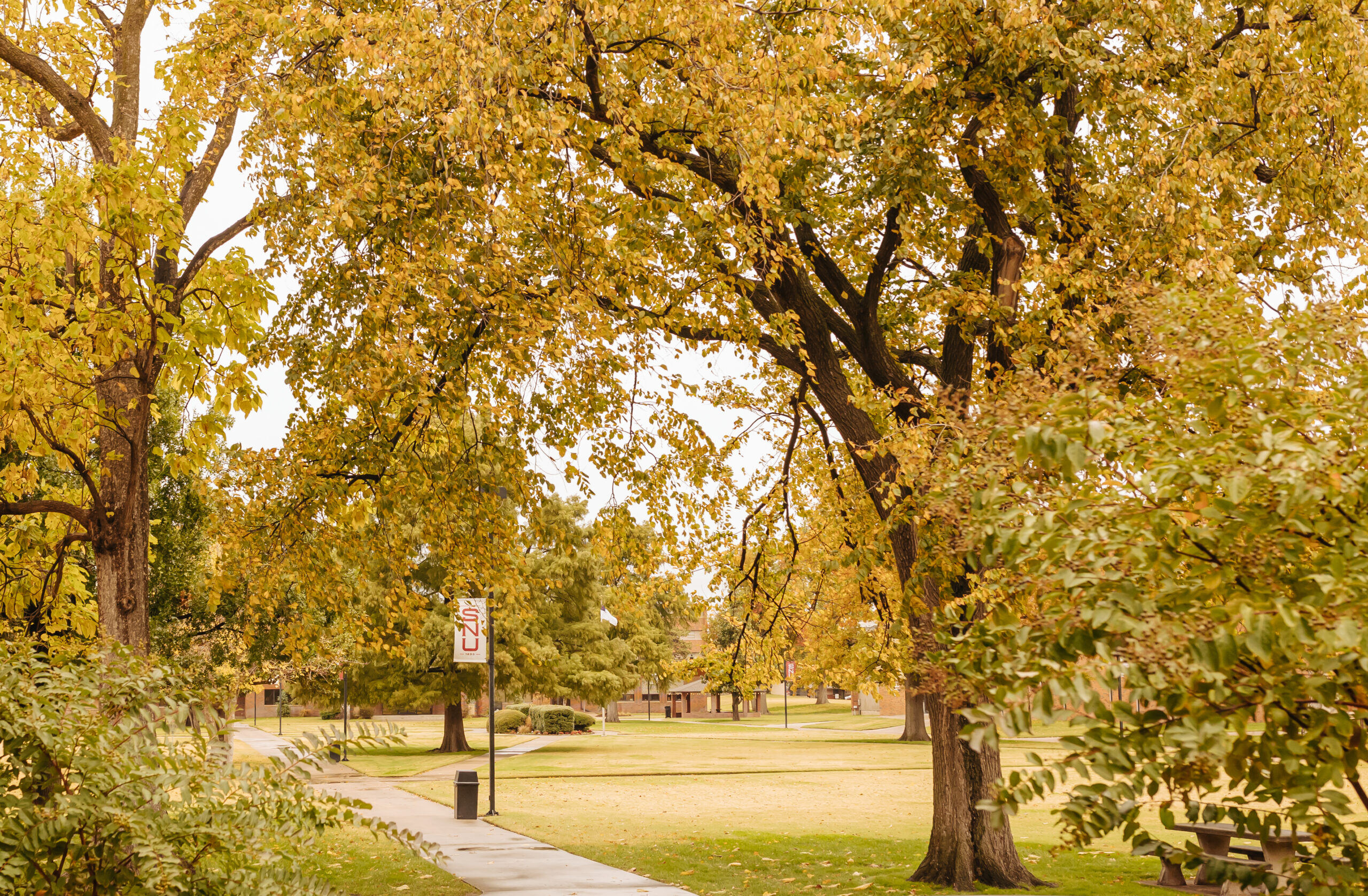 Tree's on SNU's campus